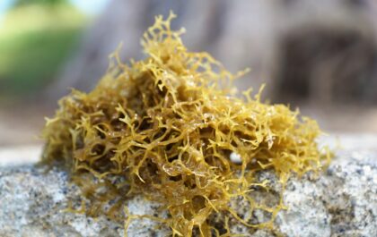 Irish Moss vs Sea Moss: What Are the Differences?