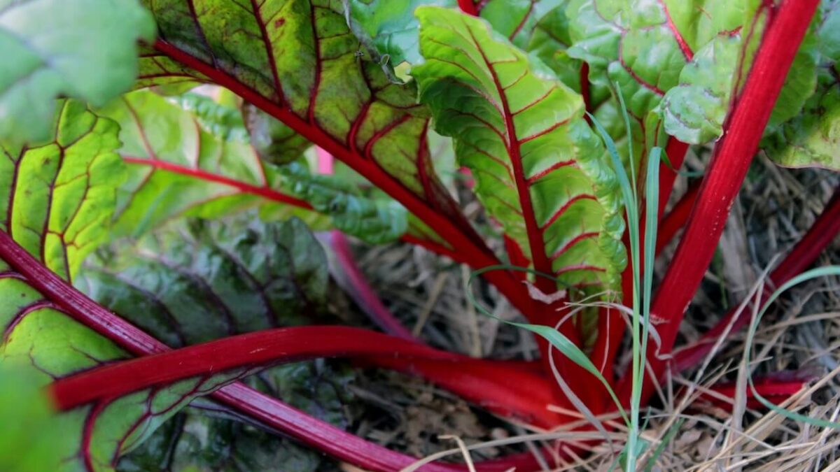 The Science of a Thriving Estate: Integrating Organic Garden Fertilizer and Expert Utah Landscaping