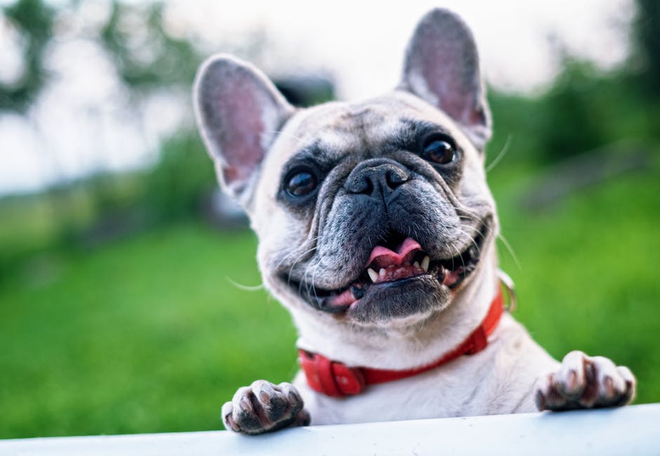 Keep Your Furry Friend Looking Perfect: 5 Pet Grooming Tips You Don’t Want to Forget