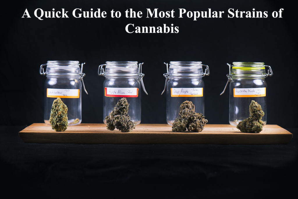 A Quick Guide to the Most Popular Strains of Cannabis