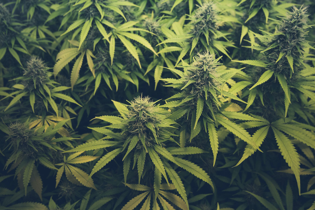 cannabis bud / marihuana plants