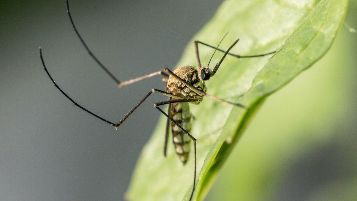 How to Get Rid of Mosquitoes in the Yard: A Quick Guide