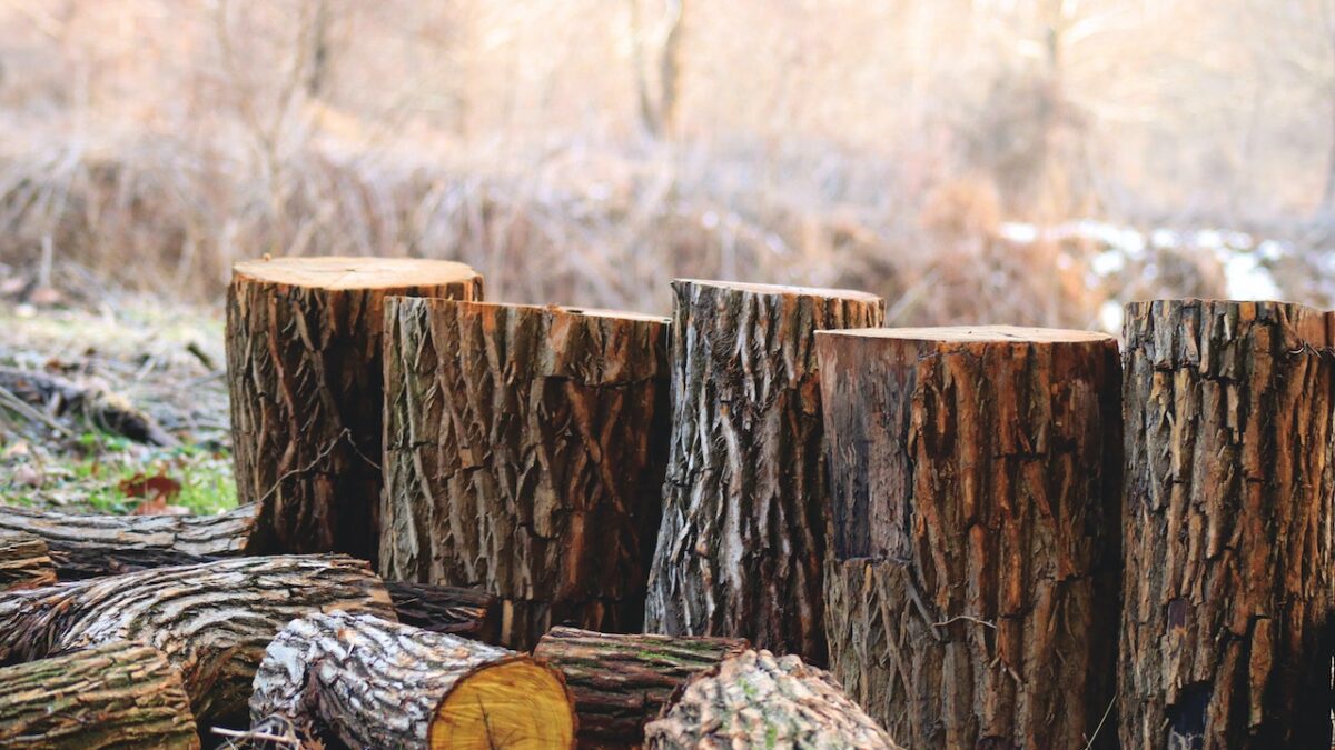 What Are the Different Types of Wood That Exist Today?