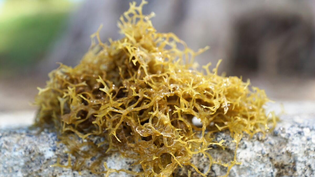 Irish Moss vs Sea Moss: What Are the Differences?