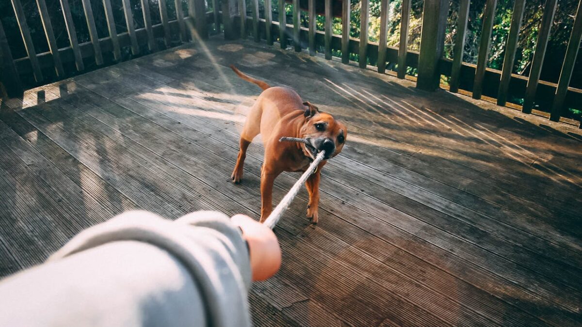 Bit By a Dog? How a Dog Bite Lawyer Can Help You