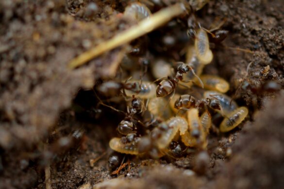 Termites vs. Ants: How to Tell the Difference?