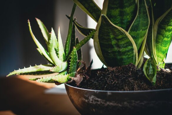 Sustainable Living: Nurturing Our Planet, Inside and Out