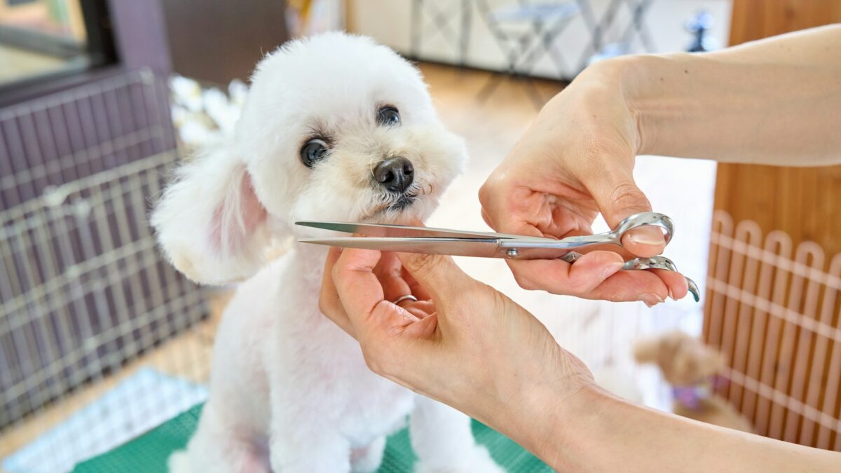 Find Dog Groomers: Your Guide to Keeping Your Pet Clean, Happy, and Healthy