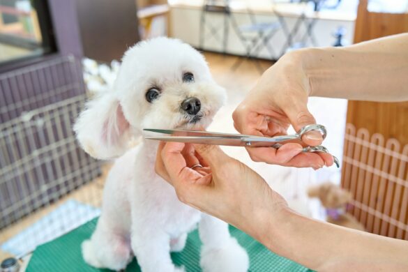 Find Dog Groomers: Your Guide to Keeping Your Pet Clean, Happy, and Healthy